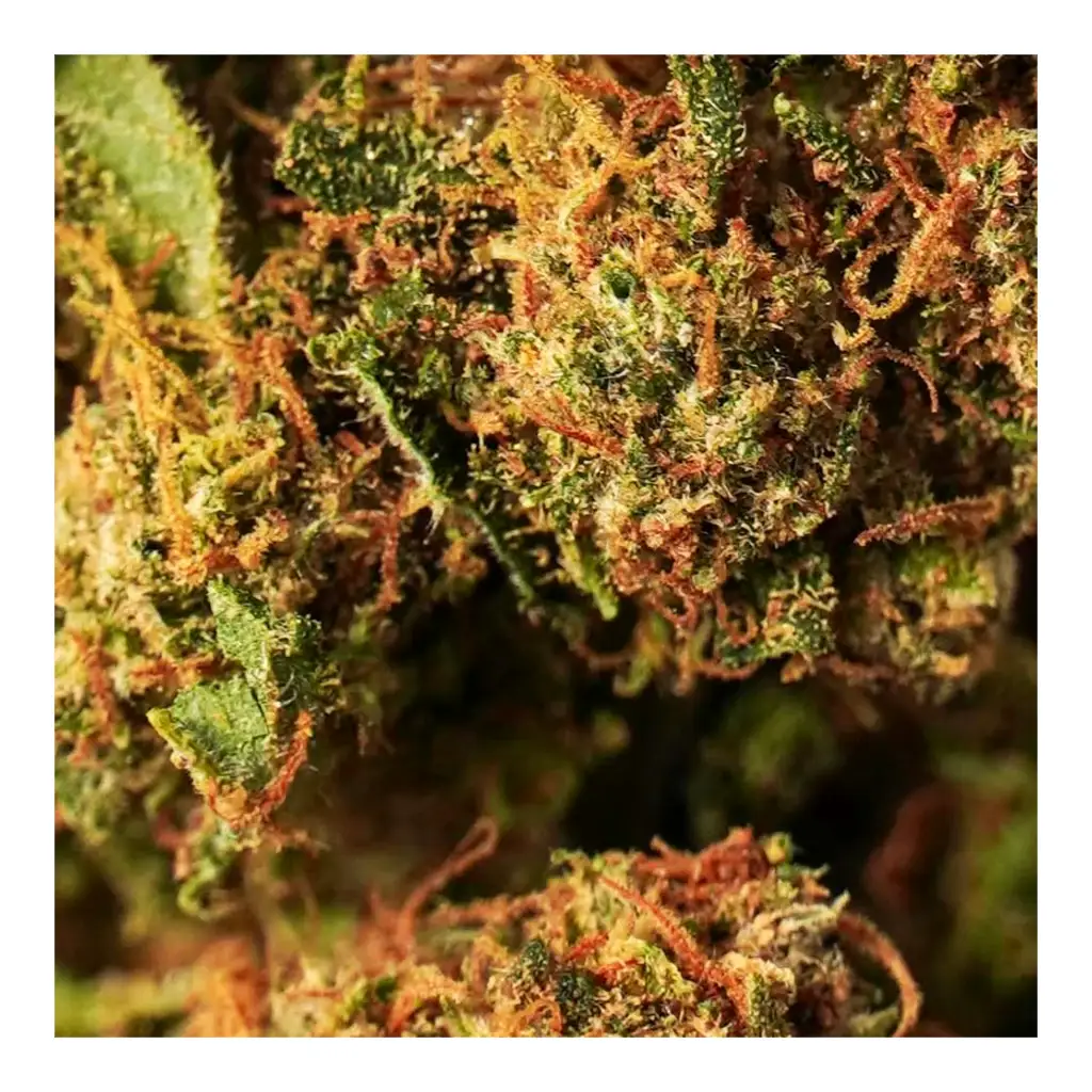 đŽ4/5 Orange Bud Xtrem Strong đCF â Image 2