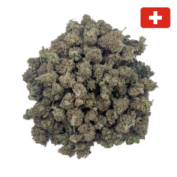 🇨🇭 Critical+ 2.0 – Fleur CBD – 11 % – Indoor/Hydro – Image 2