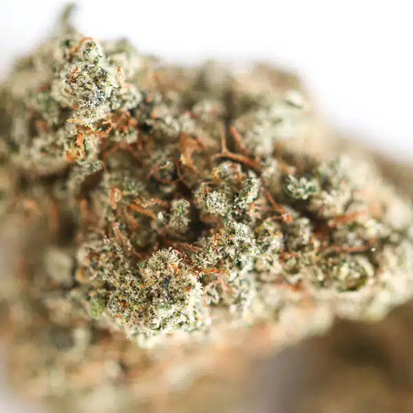 🇨🇭 Critical+ 2.0 – Fleur CBD – 11 % – Indoor/Hydro – Image 3