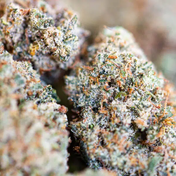 🇨🇭 Critical+ 2.0 – Fleur CBD – 11 % – Indoor/Hydro