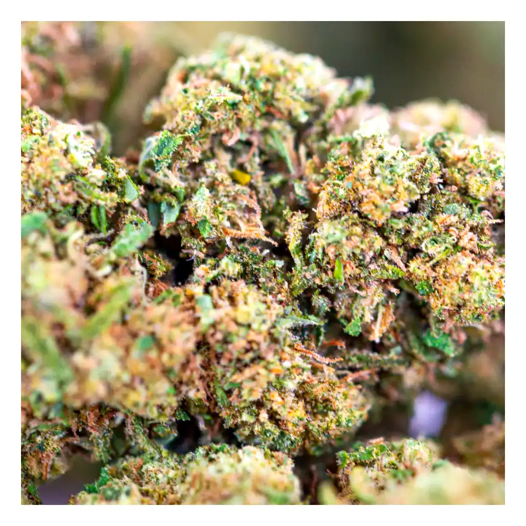 🔴 4.5/5 Royal Cheese Xtrem Strong 🧀 – Image 2